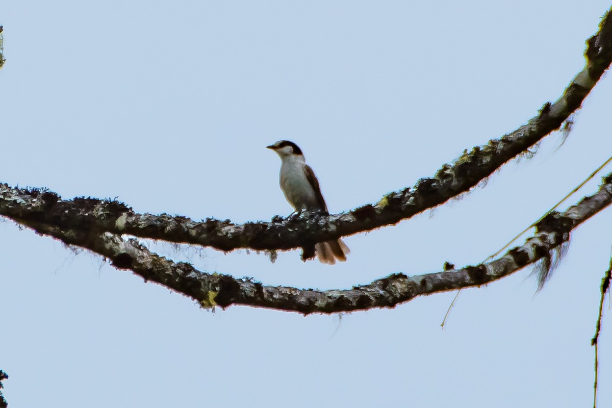 Canada Jay - ML619907056