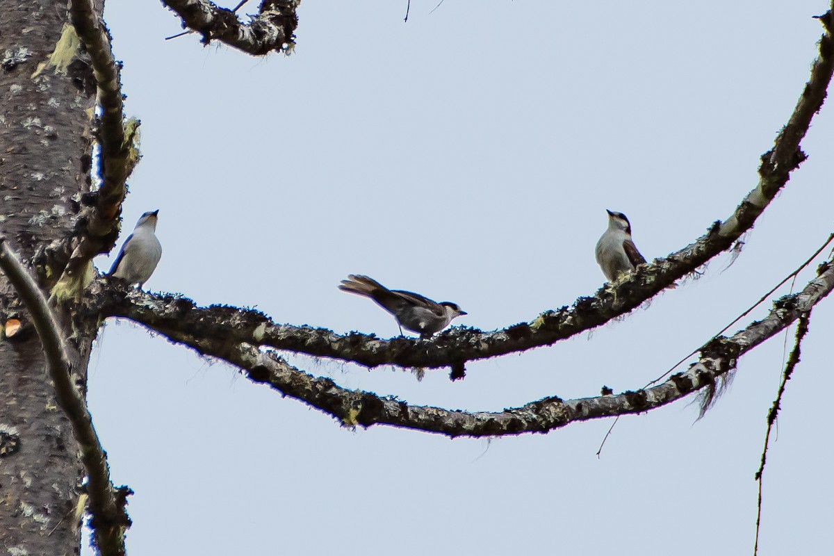 Canada Jay - ML619907058