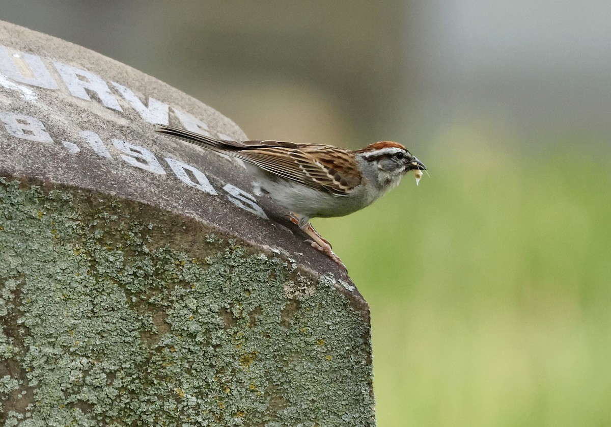 Chipping Sparrow - ML619907073