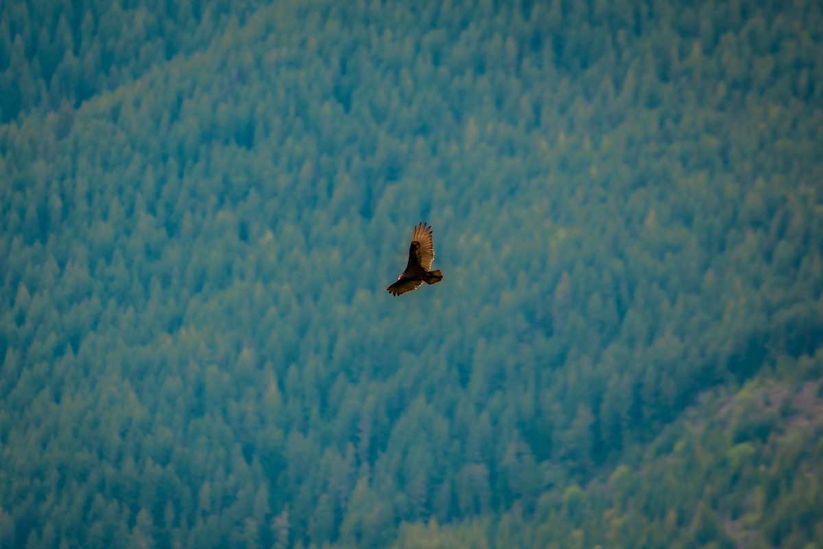 Turkey Vulture - Brandon Lloyd