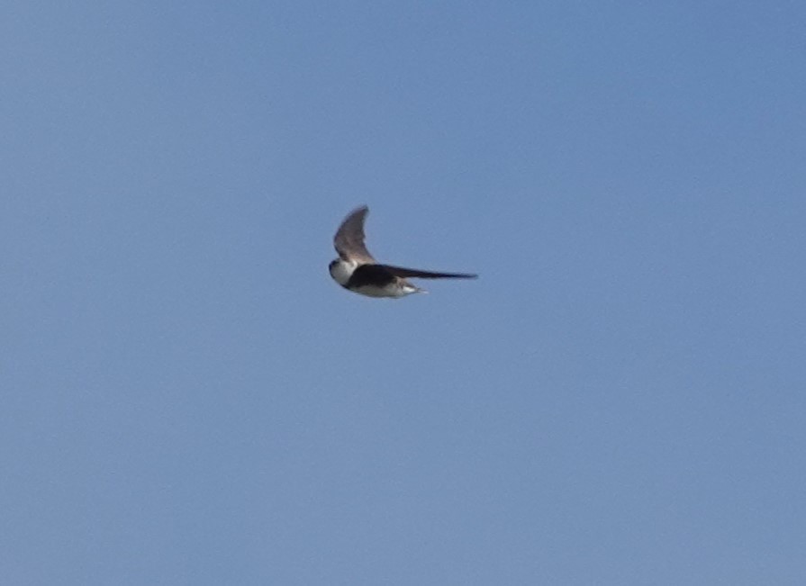 Bank Swallow - ML619907093