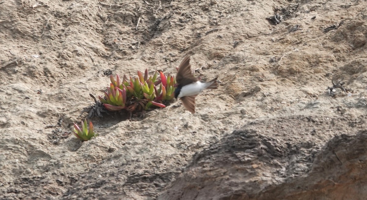 Golondrina Bicolor - ML619907095