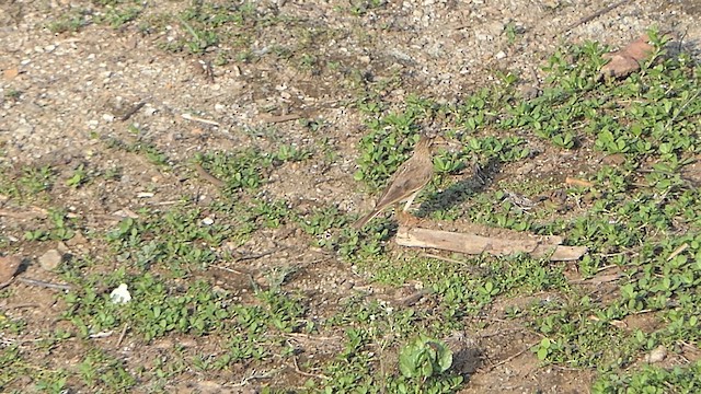 Paddyfield Pipit - ML619907112