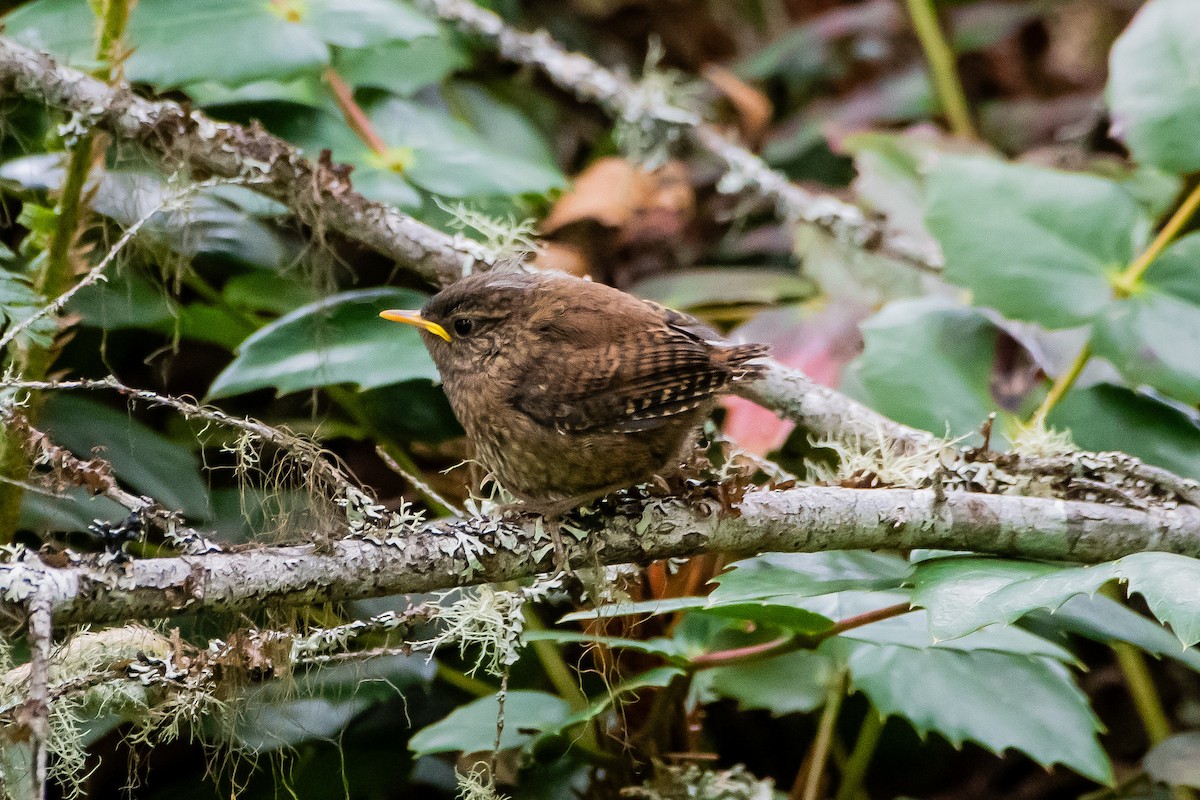 Pacific Wren - ML619907116