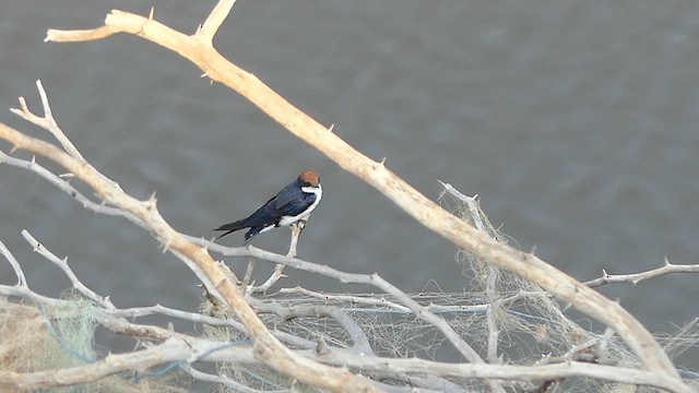 Wire-tailed Swallow - ML619907124