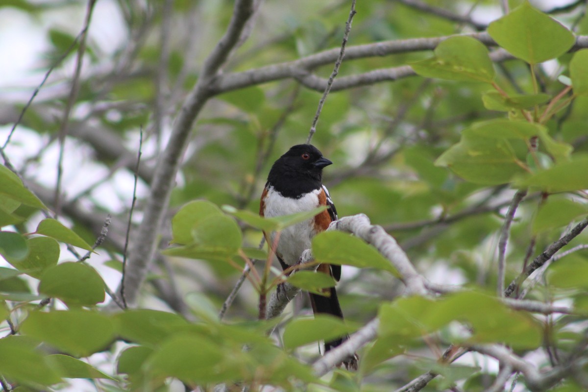 Spotted Towhee - ML619907127