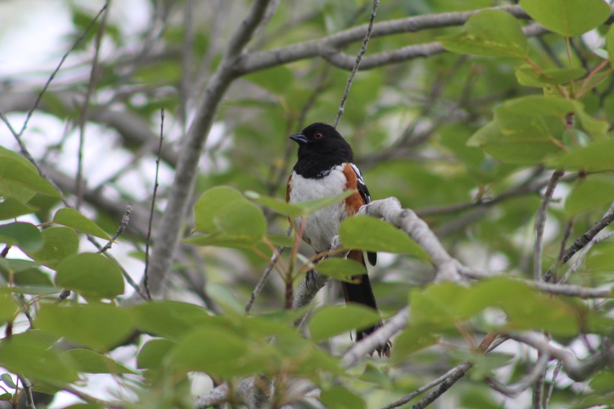 Spotted Towhee - ML619907130