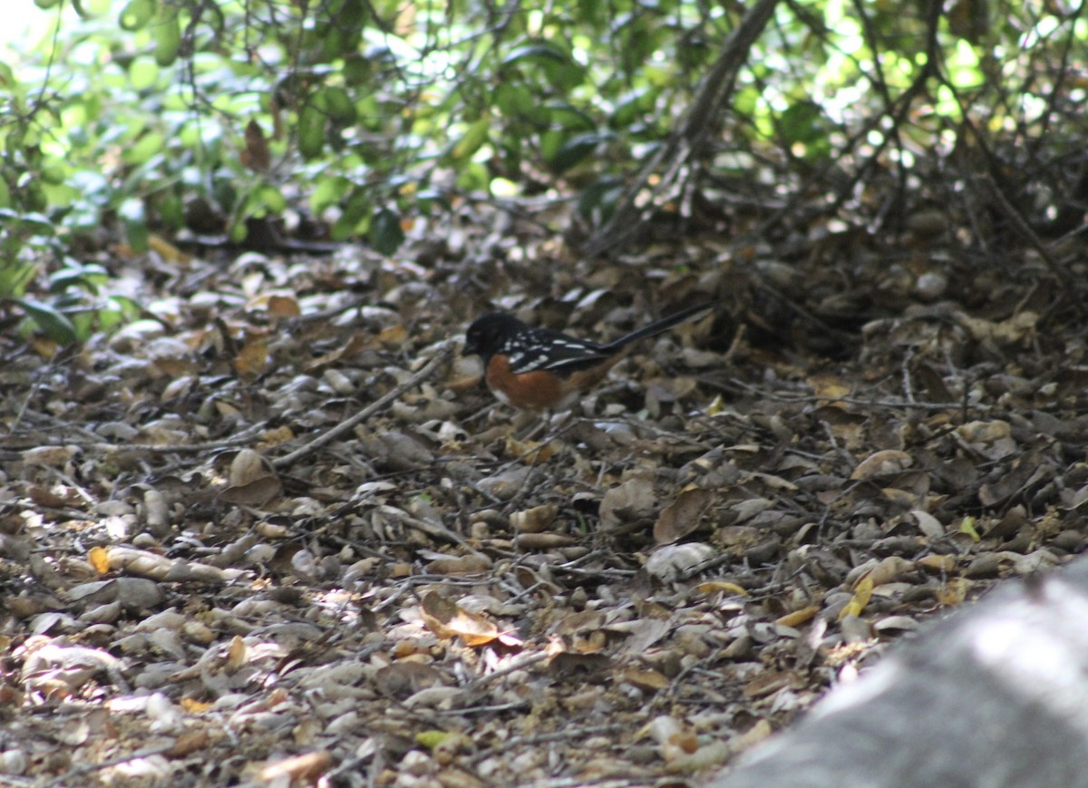 Spotted Towhee - ML619907133