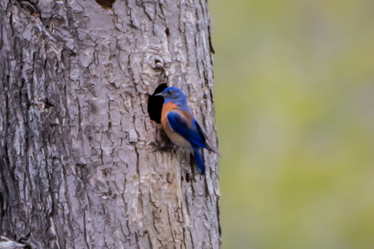 Western Bluebird - ML619907134