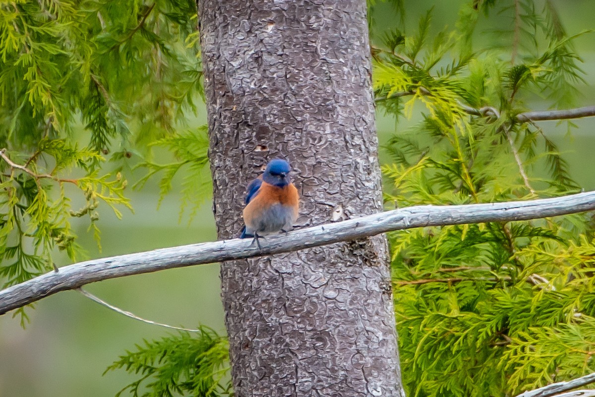 Western Bluebird - ML619907135