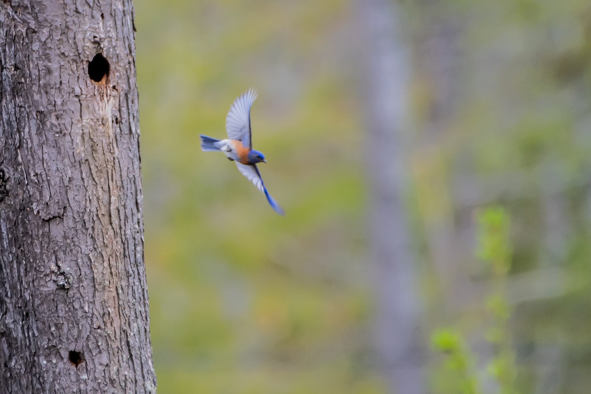 Western Bluebird - ML619907136