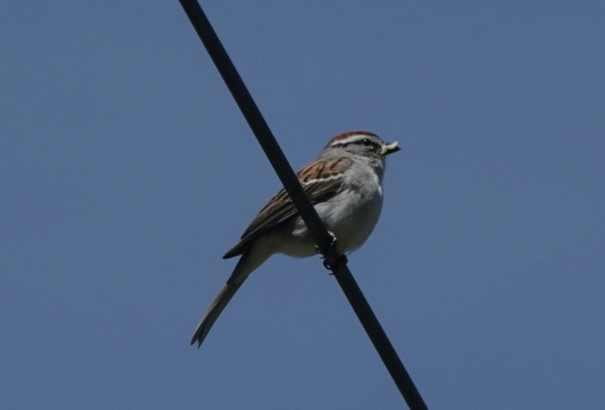 Chipping Sparrow - ML619907143