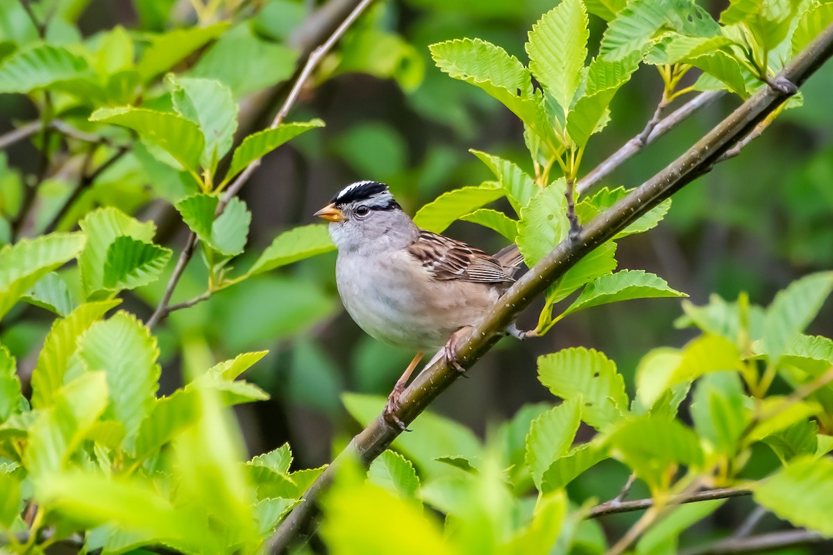 White-crowned Sparrow - ML619907147