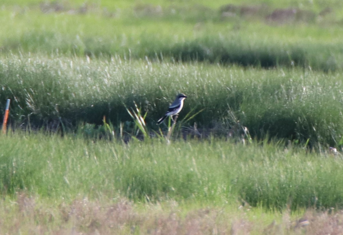 Loggerhead Shrike - ML619907150