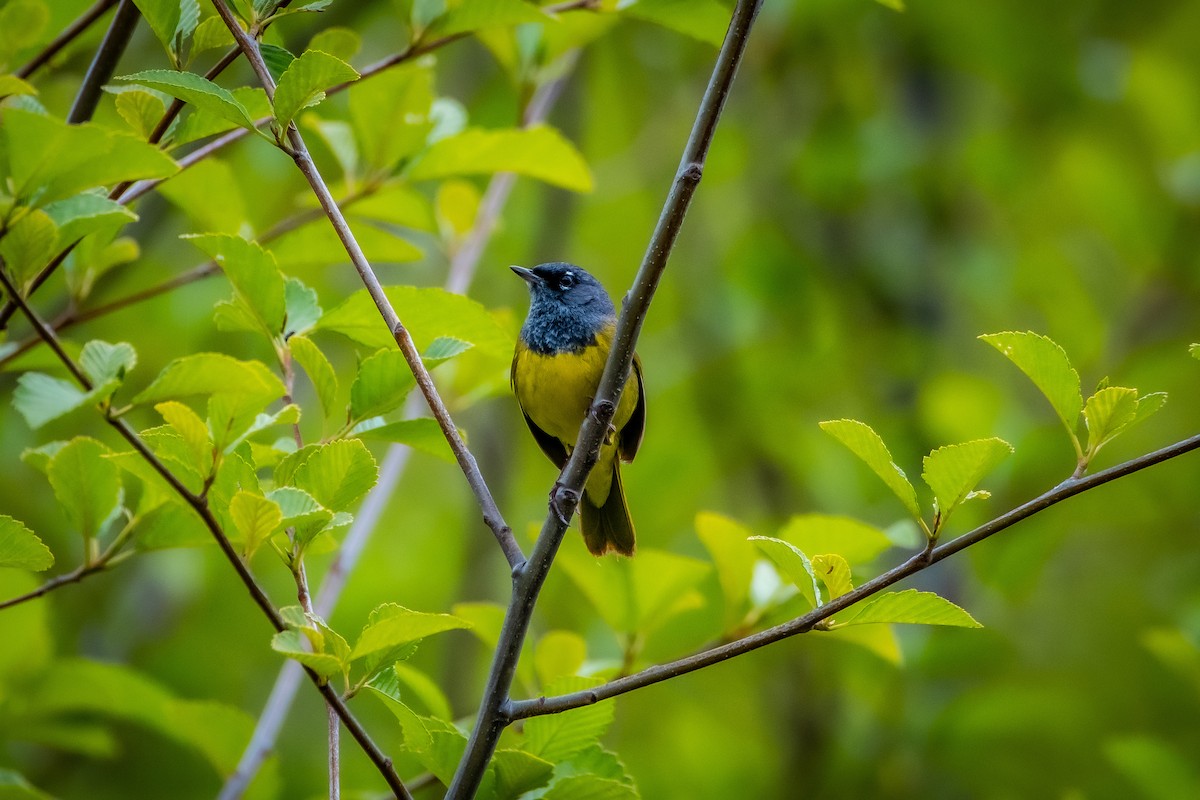 MacGillivray's Warbler - ML619907151