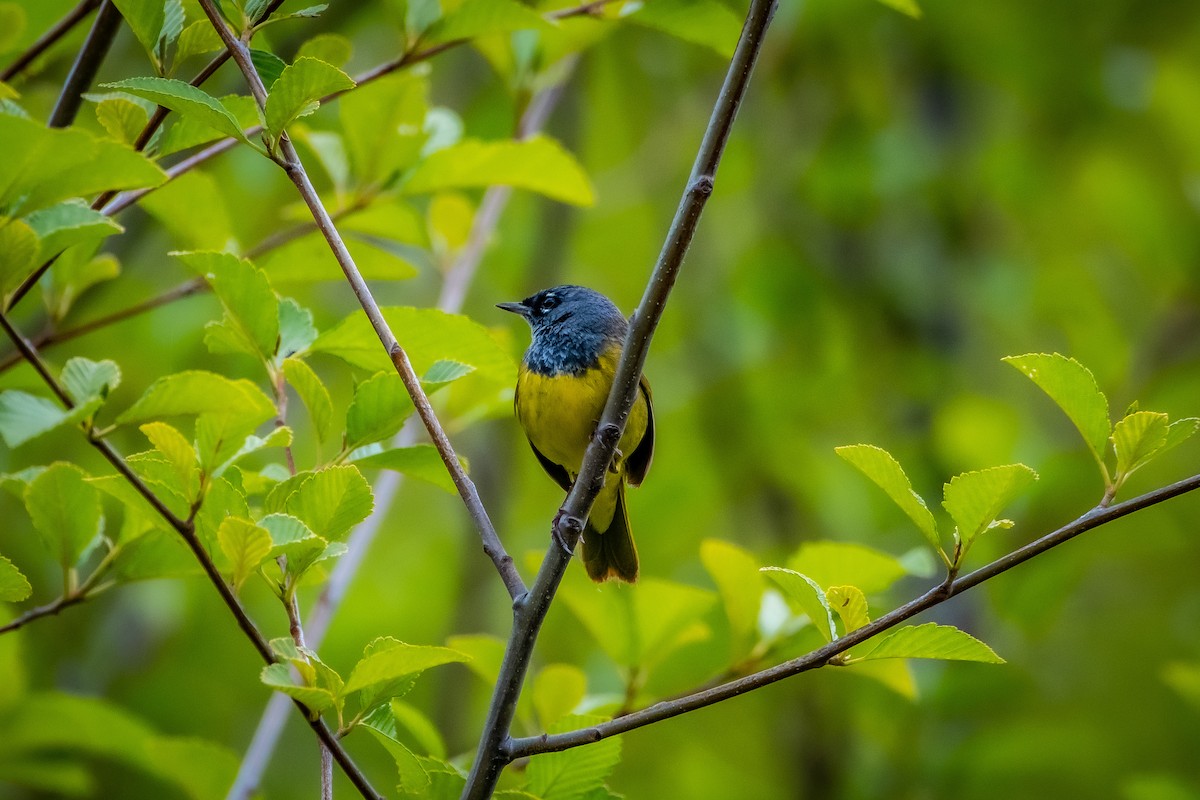 MacGillivray's Warbler - ML619907152