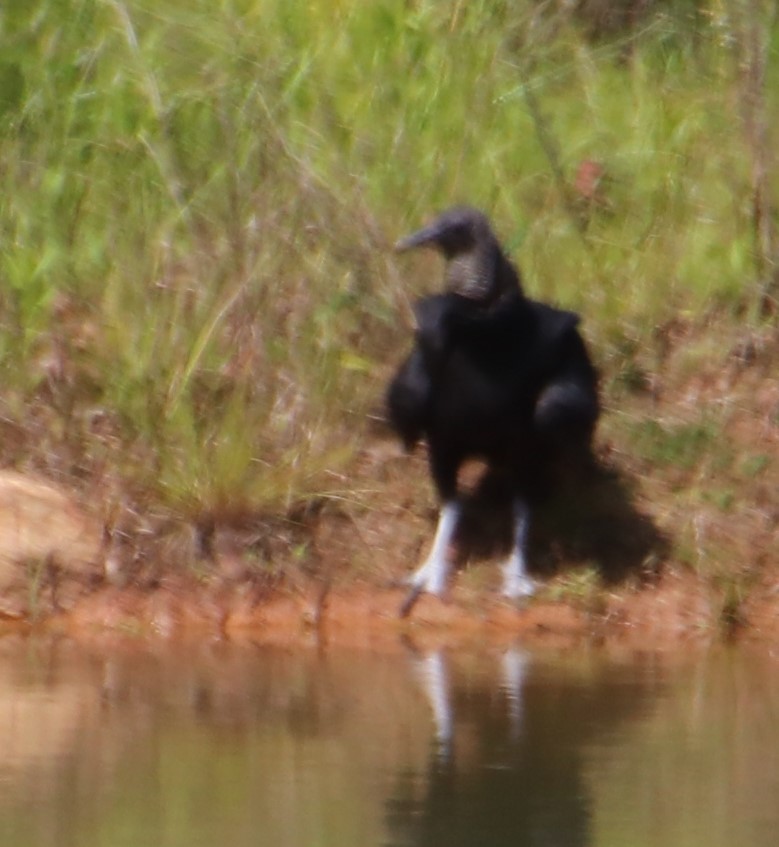 Black Vulture - ML619907154