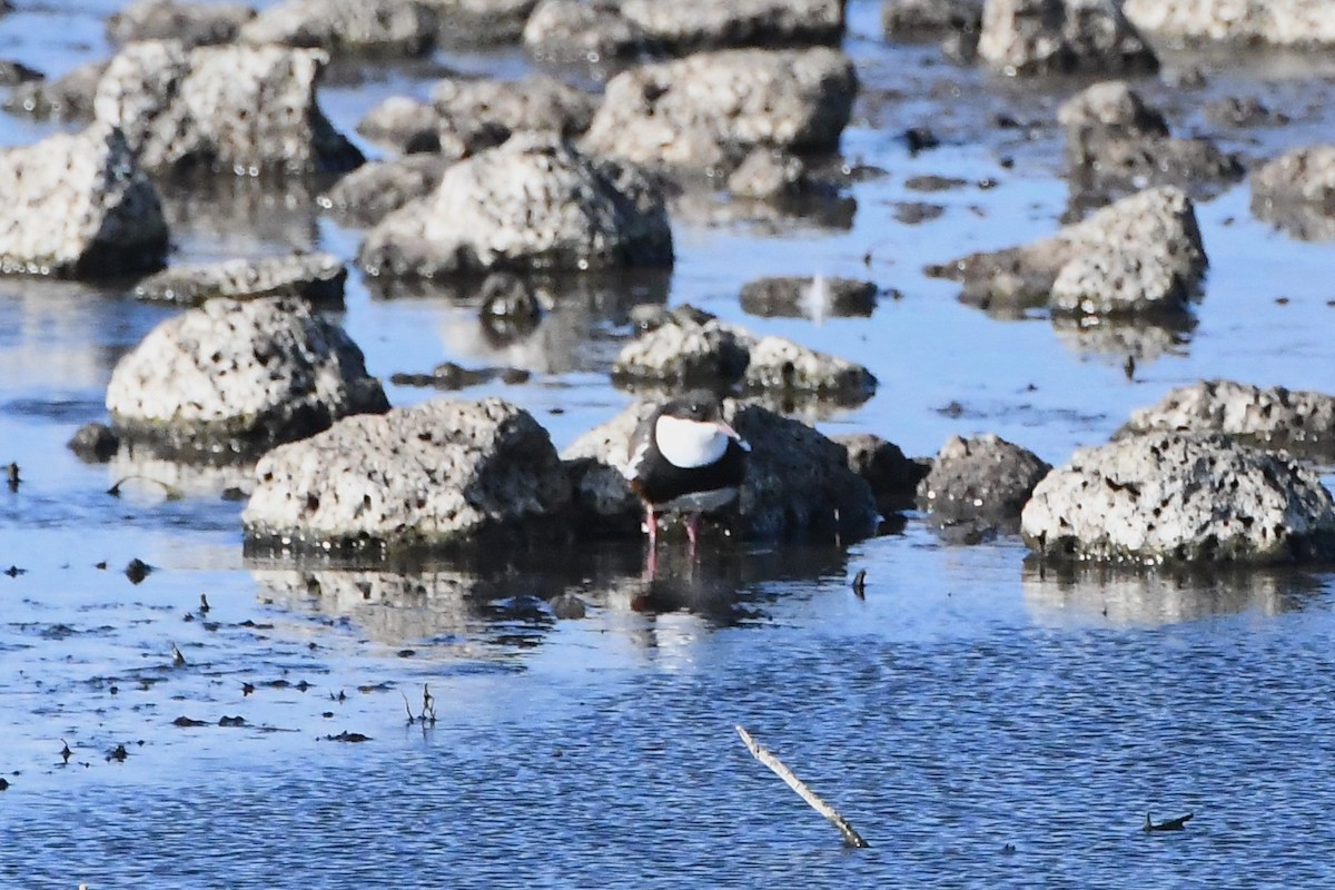 Red-kneed Dotterel - ML619907173