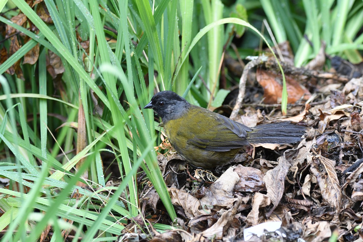 Large-footed Finch - ML619907175