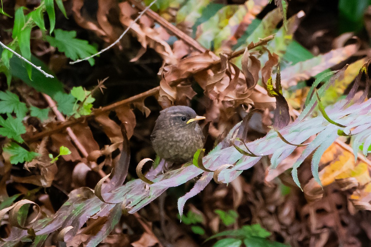 Pacific Wren - ML619907192