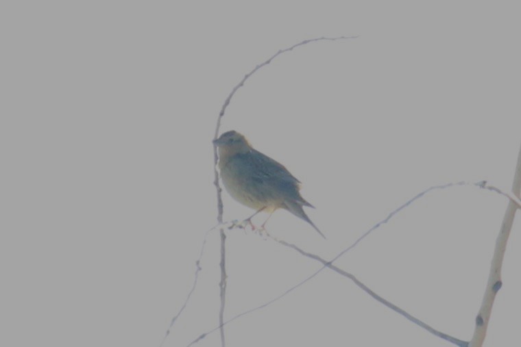 Passerellidae sp. (sparrow sp.) - ML619907216