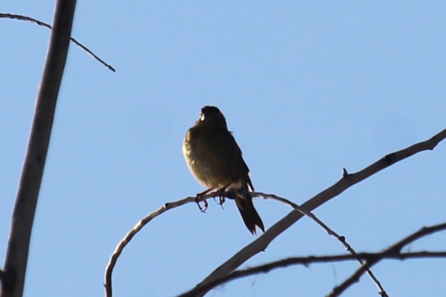 Passerellidae sp. (sparrow sp.) - ML619907218