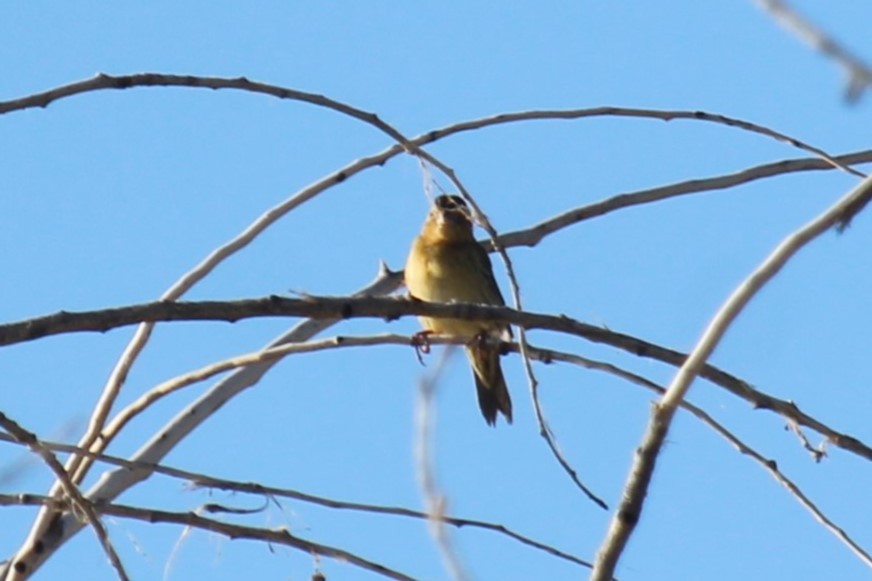 Passerellidae sp. (sparrow sp.) - ML619907224