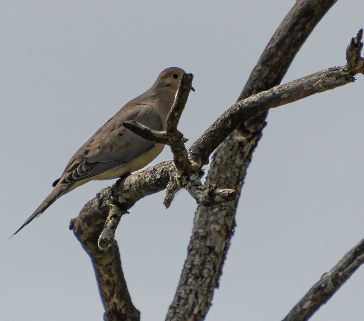 Mourning Dove - ML619907235