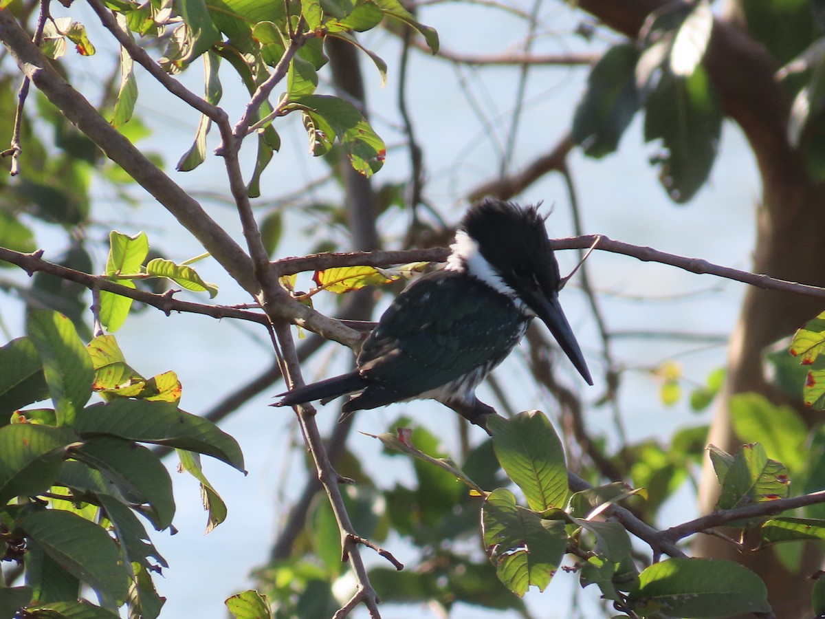 Martin-pêcheur d'Amazonie - ML619907256