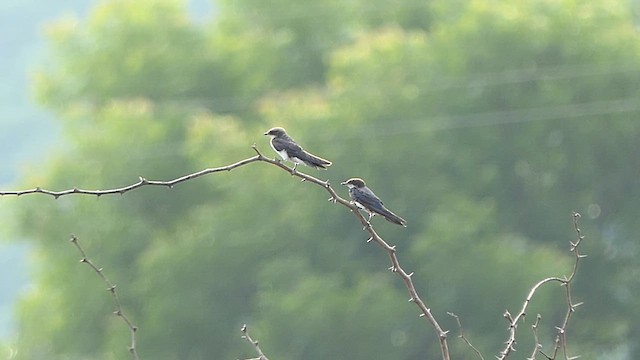 Wire-tailed Swallow - ML619907260