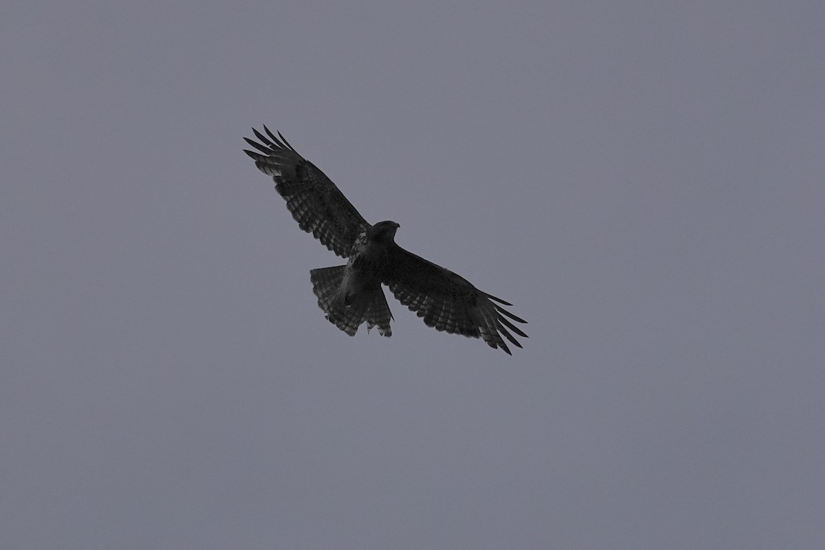 Red-tailed Hawk - ML619907263