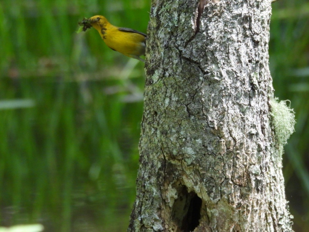 Prothonotary Warbler - ML619907270