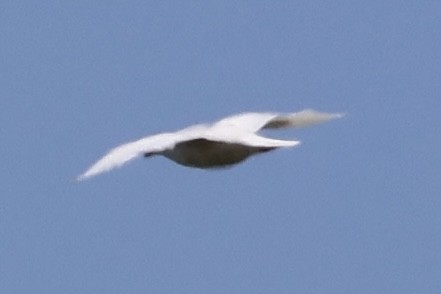 Iceland Gull - ML619907272