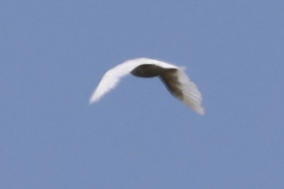 Iceland Gull - ML619907276