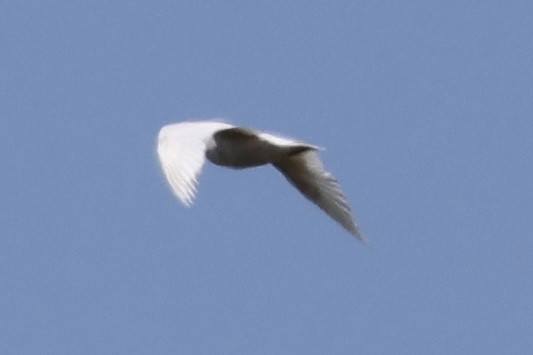 Iceland Gull - ML619907278