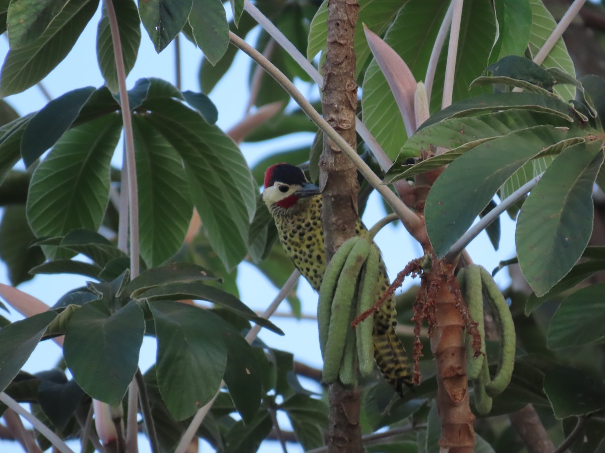 Green-barred Woodpecker - ML619907286
