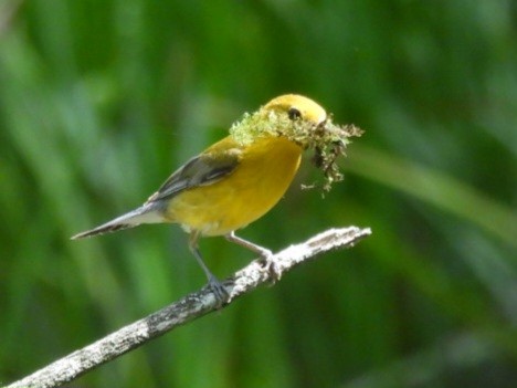 Prothonotary Warbler - ML619907289