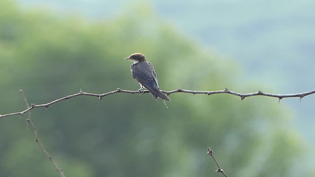 Wire-tailed Swallow - ML619907308