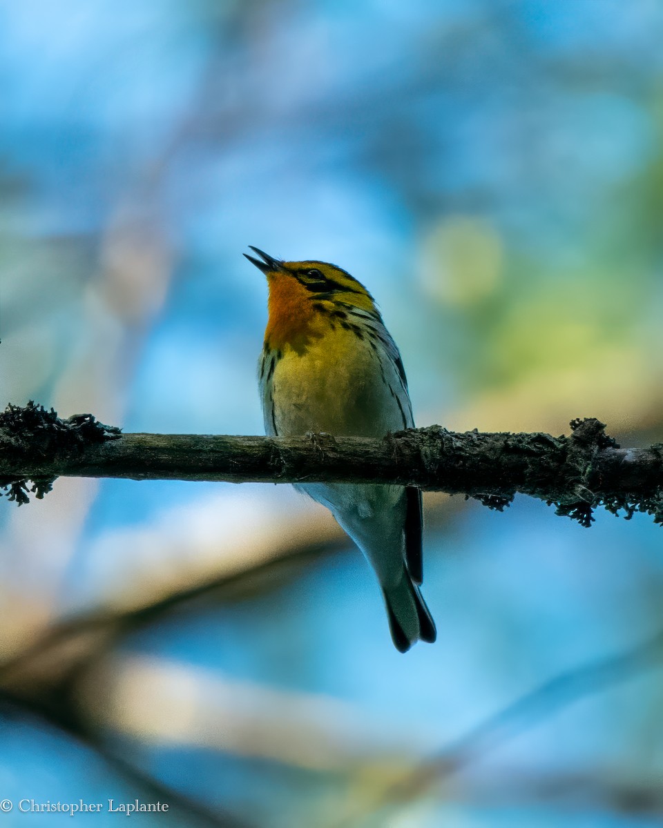 Blackburnian Warbler - ML619907315