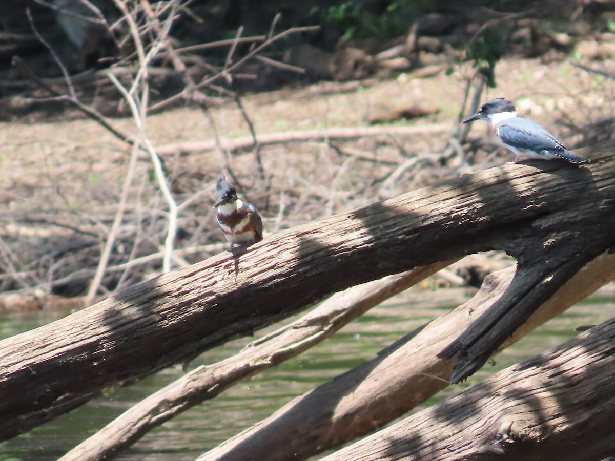 Belted Kingfisher - ML619907316