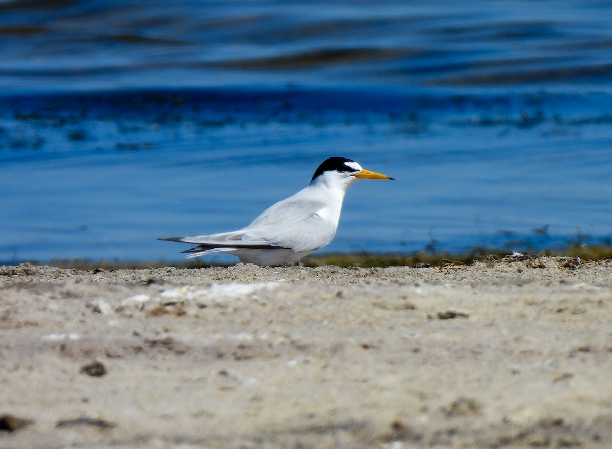 Least Tern - ML619907317