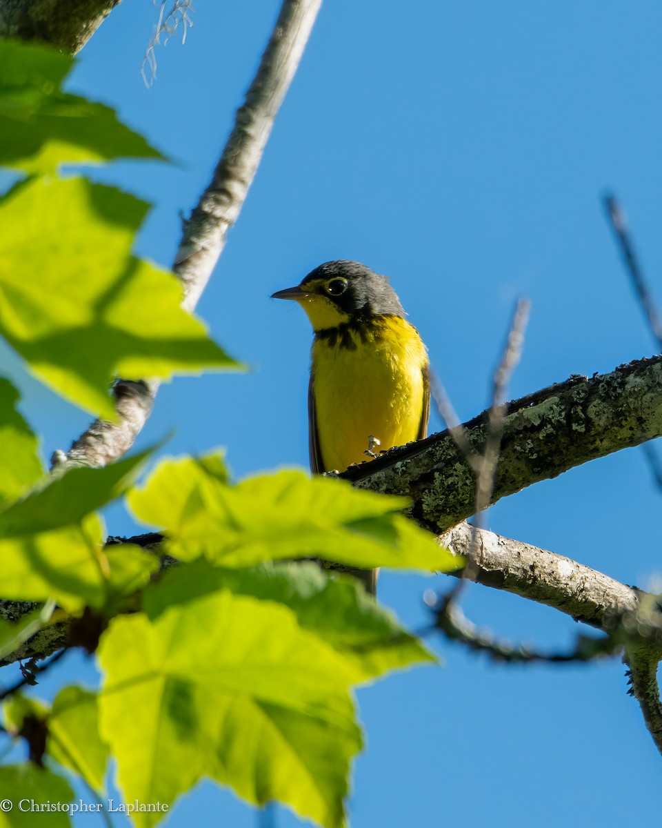 Canada Warbler - ML619907321