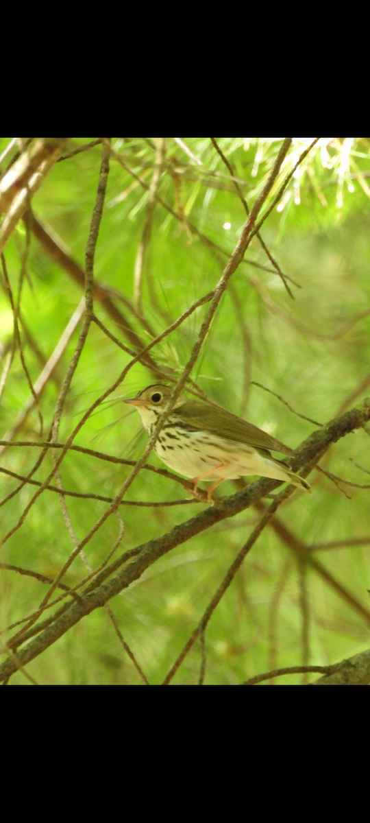 Ovenbird - ML619907330