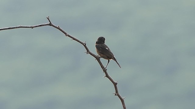 Pied Bushchat - ML619907338