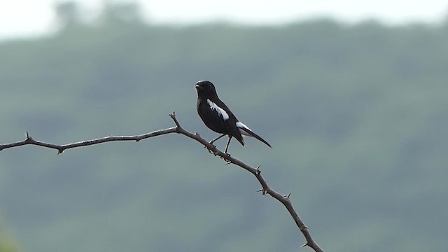 Pied Bushchat - ML619907341