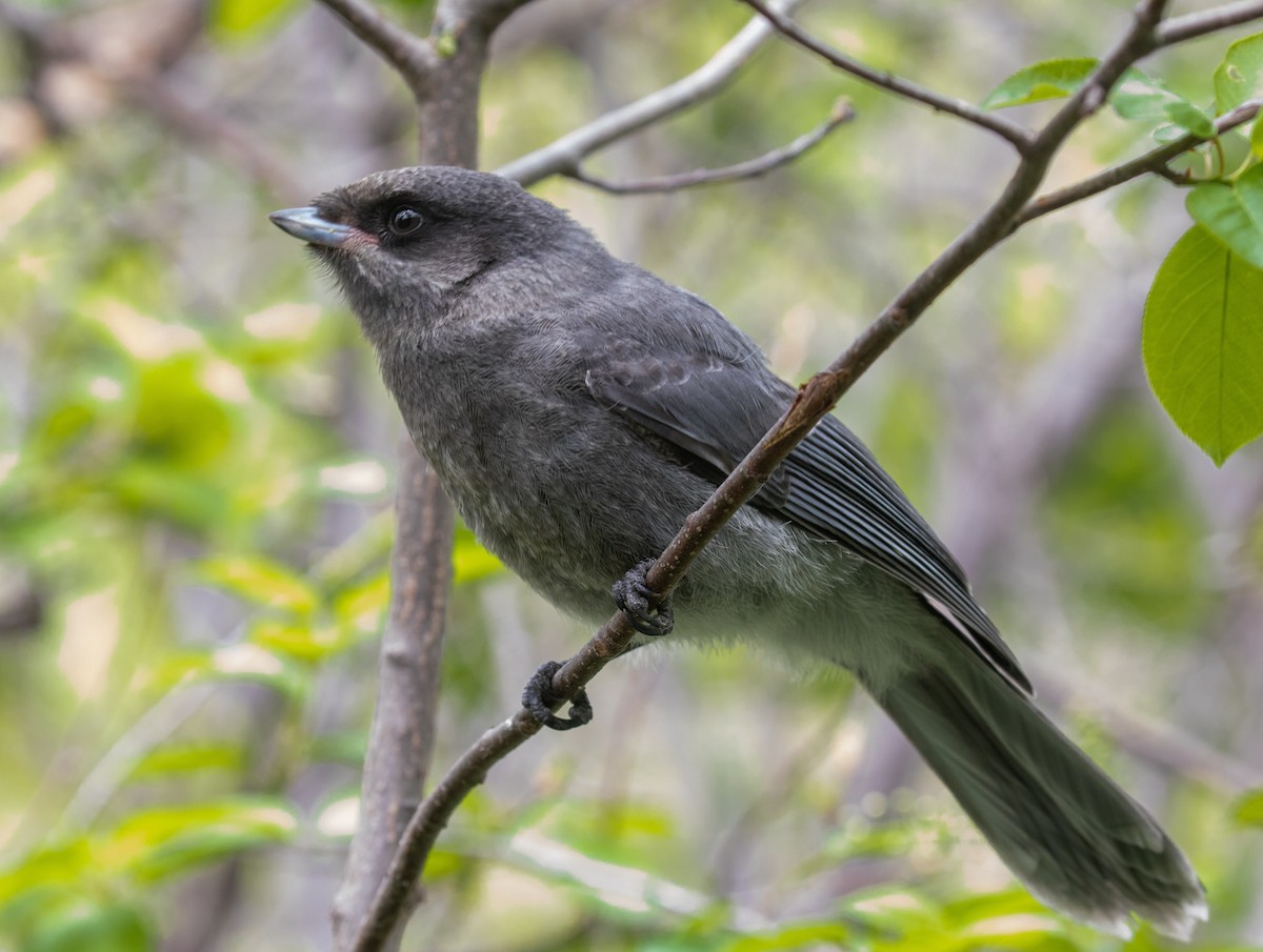Canada Jay - ML619907343