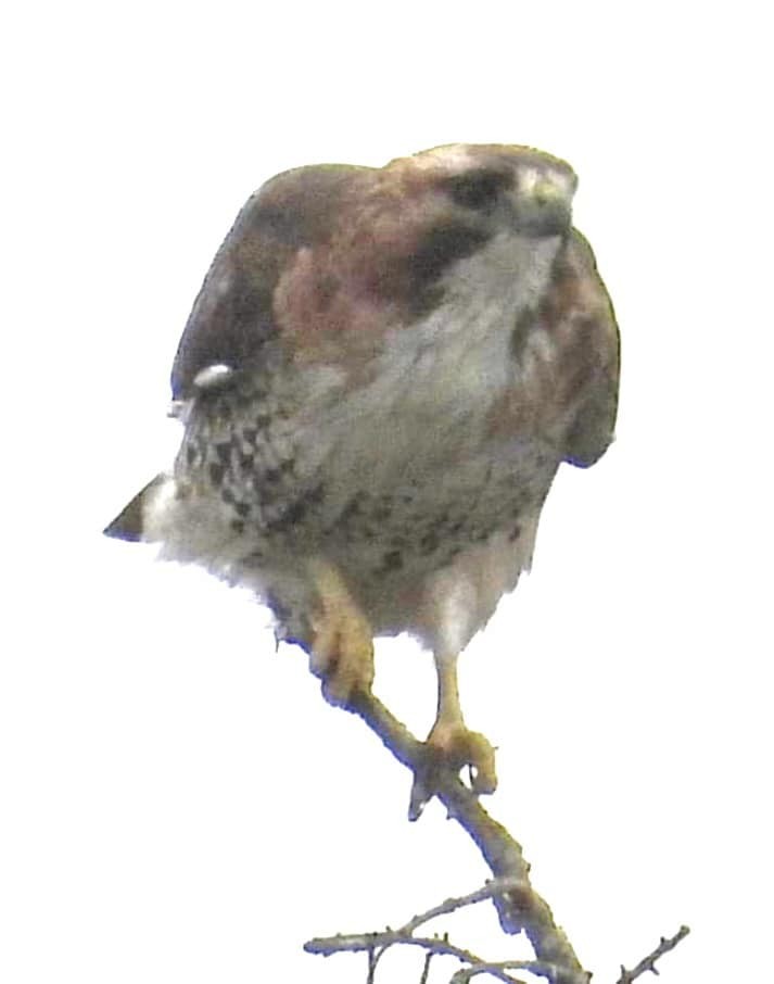 Red-tailed Hawk (borealis) - Vince Hiebert