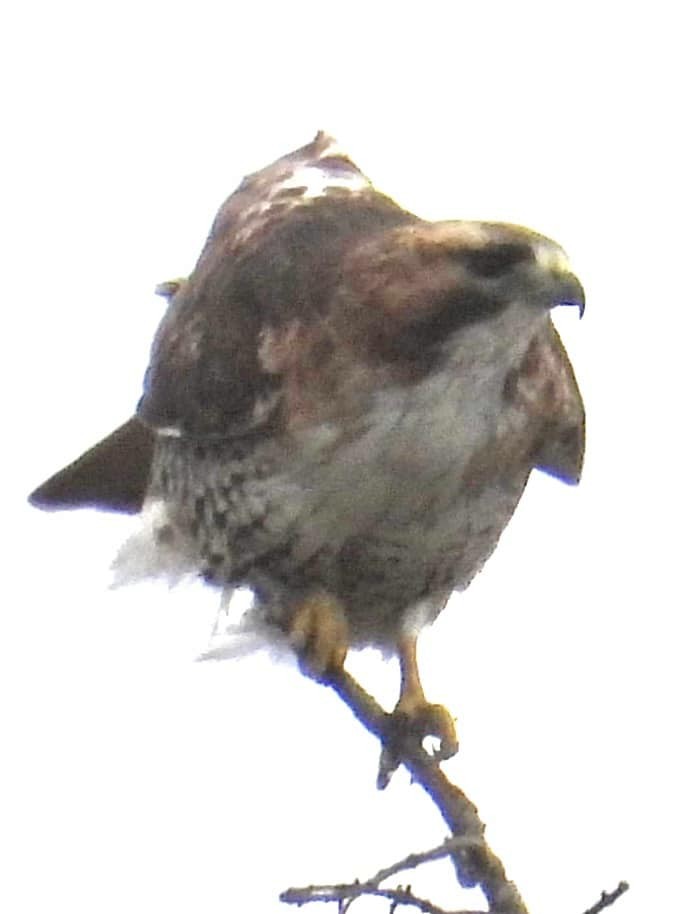 Red-tailed Hawk (borealis) - ML619907354