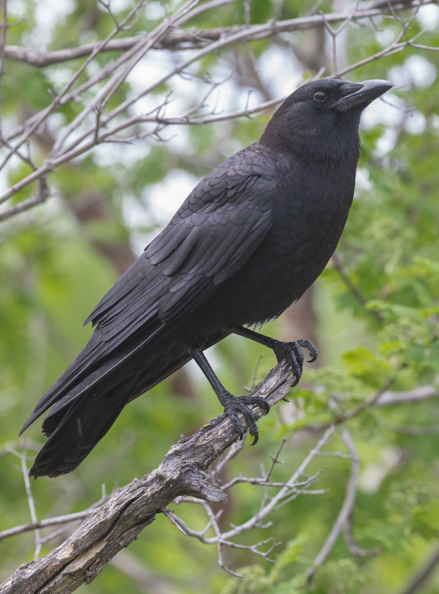 American Crow - ML619907356