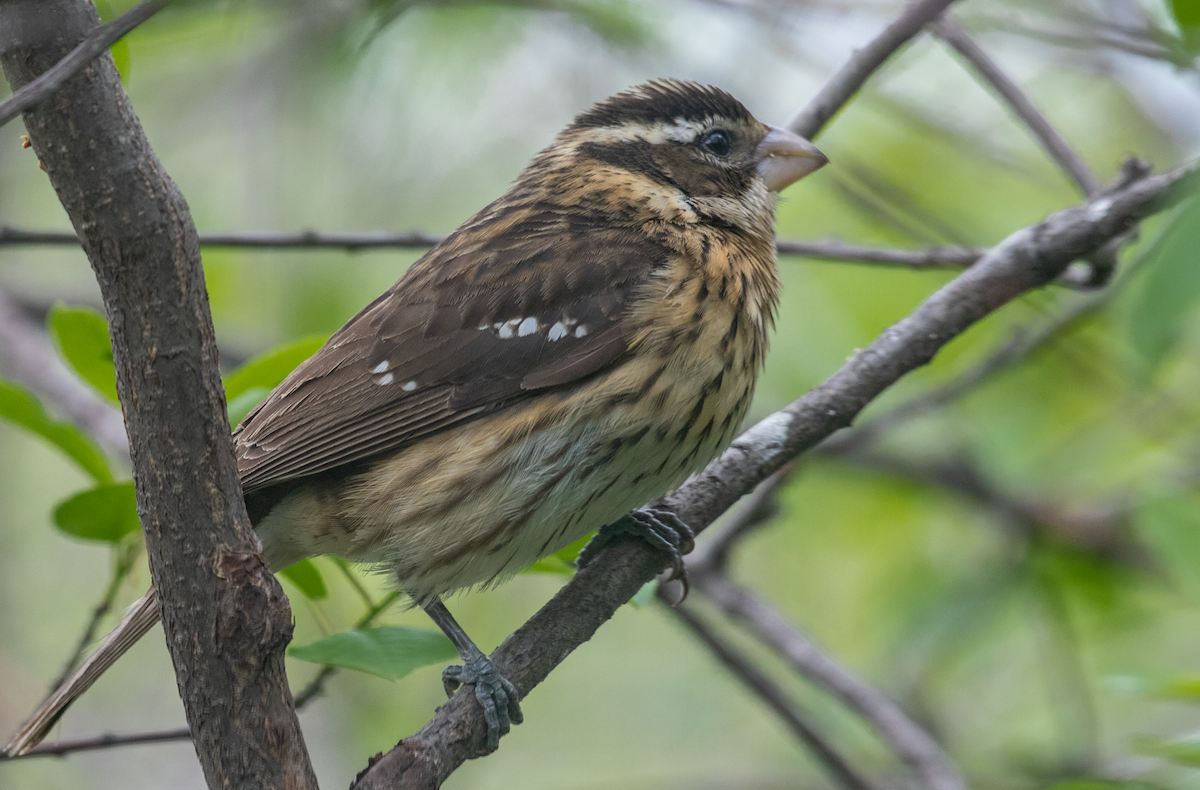 Rose-breasted Grosbeak - ML619907366